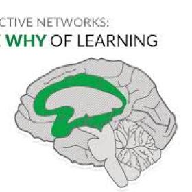 a picture of the brain with the affective learning network highlighted